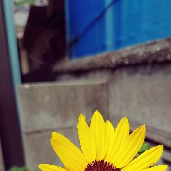 ひま わりの画像 by Ackyさん | 小さな庭と今日のお花とひま わりと実家