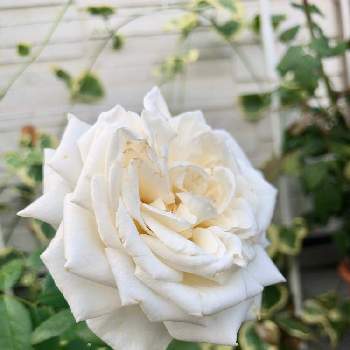 Htの投稿画像一覧 Greensnap グリーンスナップ