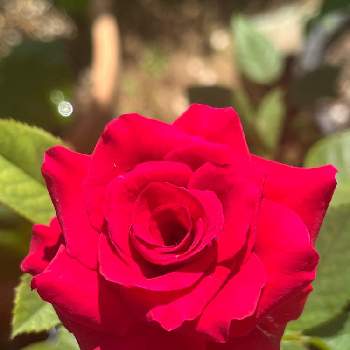 真っ赤な花の画像 by けいちゃんさん | ミニ 薔薇と真っ赤な花と我が家のお庭にと金曜ローズショーと綺麗と真っ赤で小さな薔薇と可愛い