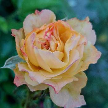 鉢植えのバラの画像 by IKUMAMAさん | 小さな庭とバラ   トロピカルシャーベットとカワイイ～☺️と咲いてくれてありがとう❤とおうち園芸と鉢植えのバラとバラ 四季咲きとバラ・ミニバラとバラを楽しむ