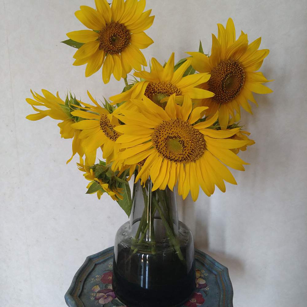 ひまわりの投稿画像 By Ringoさん 玄関と 可愛いとホルムガードフローラと 可愛いとホルムガードフローラ 22月8月5日 Greensnap グリーンスナップ Greensnap グリーンスナップ