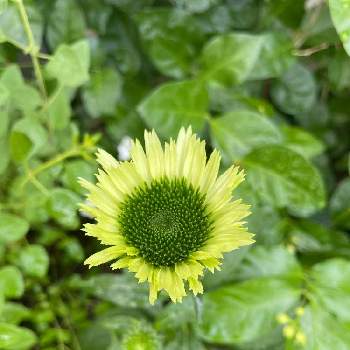 エキナセアグリーンジュエルの投稿画像一覧 Greensnap グリーンスナップ