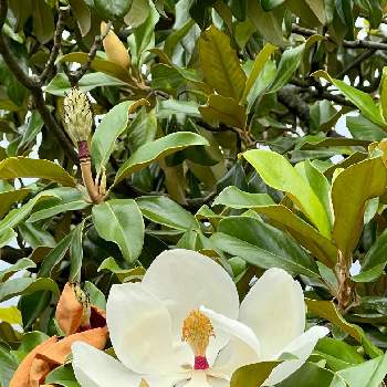 素晴らしき個性✨の画像 by メイさん | お出かけ先とタイサンボクと泰山木 たいさんぼくといつもありがとう♡と素晴らしき個性✨と素敵な場所と常緑高木と笑顔の源と花いろいろと平和を願うと白い花と白い花マニア