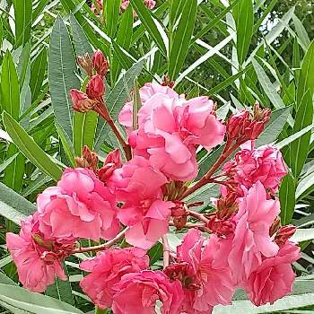 キョウチクトウの花の画像 by Rabbit20さん | お出かけ先と花のある暮らしと今日のお花とキョウチクトウの花と川沿いの遊歩道
