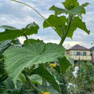 キュウリ,葉っぱ,黄色,ツル系,野菜の花の画像