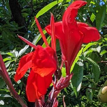 熱帯アメリカ原産の画像 by こはくさん | お出かけ先と眺めると明るいとカリブ諸島と熱帯アメリカ原産と植物園と多年草と鮮やか とカンナ科と情熱の赤と可愛らしい