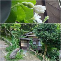 ヒョウタン,兼六園,早朝散歩,三芳庵の画像