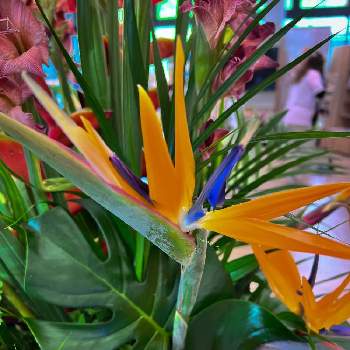 熱中症にご注意！の画像 by hiro2917さん | ストレリチア・レギネと南国リゾート風とオレンジ色♪と元気のでる花と熱中症にご注意！とコロナに負けるな‼️と花いろいろと花のある暮らし