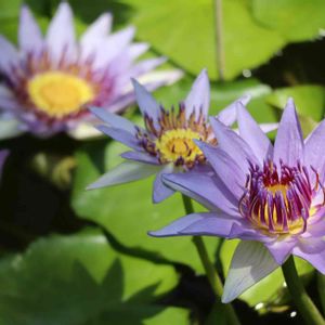 熱帯スイレン,熱帯睡蓮　ニンファエア・コロラータ,温室,神代植物公園,お出かけ先の画像