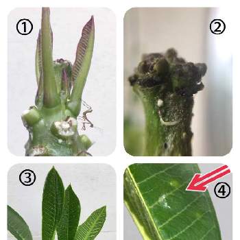 サビ病の投稿画像一覧 Greensnap グリーンスナップ サビ病の投稿画像一覧 Greensnap グリーンスナップ