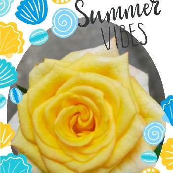 黄色の花♡の画像 by 律さん | 小さな庭と花のある暮らしとバラ好きとお花大好き♡と黄色の花♡