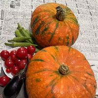 かぼちゃ,多肉植物,多肉の寄せ植え,多肉大好き,家庭菜園の画像