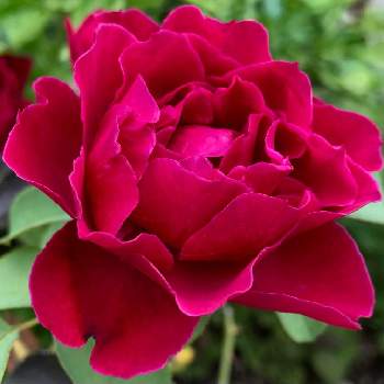 好みの色の画像 by 薔薇さんが転んださん | 小さな庭と薔薇に魅せられてと薔薇のある暮らし♡とキレイ✨と好みの色とかわいいと薔薇♪と赤い薔薇♡と花が好き