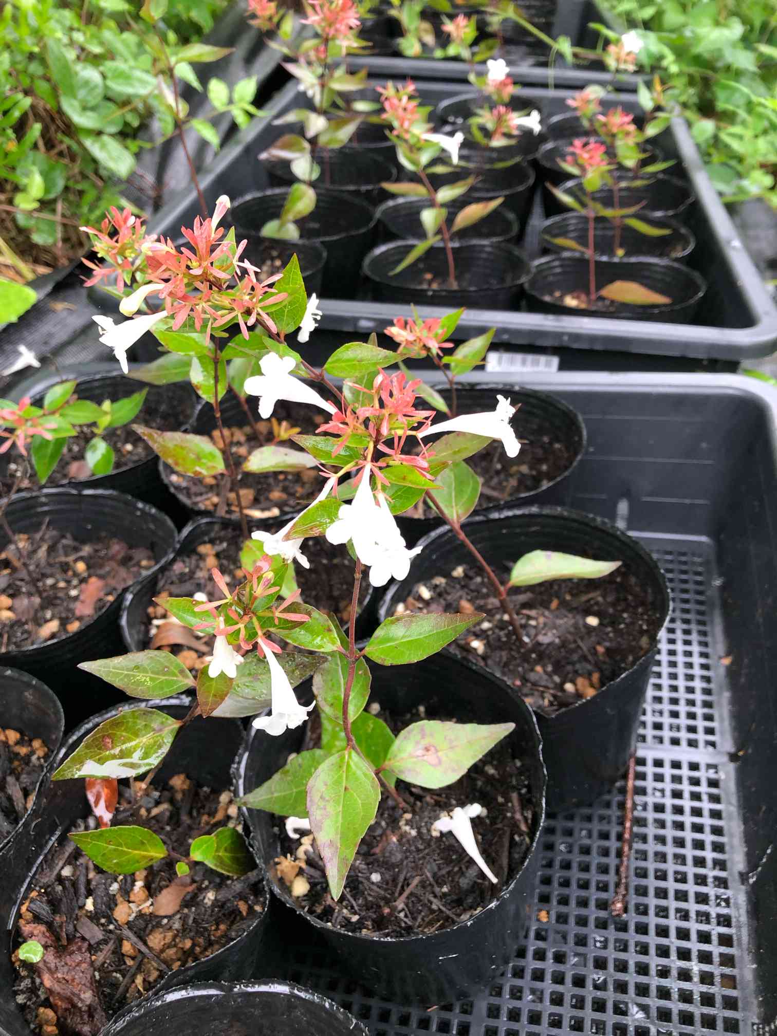 アベリア挿し木用枝　常緑低木　『さし木、挿し木、挿枝、挿穂』 アベリアの挿し木｜🍀GreenSnap（グリーンスナップ）