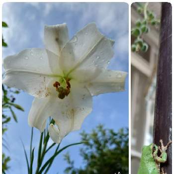 白の花の画像 by syamunekoさん | 小さな庭と高砂百合と斑入りグリーンネックレスと6日はカエルの日とがんに負けるな！とｷﾓｶﾜ倶楽部と戦争反対とｷﾓｶﾜﾚｼﾞｽﾀﾝｽとつながりに感謝と白の花とかえるのﾄﾑ君と「戦争のない、平和な世界に」