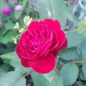 お花に癒されて❤️の画像 by ナナママさん | 小さな庭とバラと色がきれーい❤️とガーデニング♥とばら大好きと可愛い〜♡とお花に癒されて❤️とバラに夢中