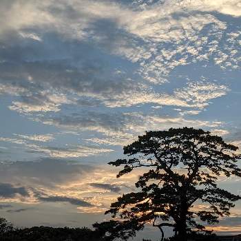 くも☁の画像 by キヨウセンさん | バルコニー/ベランダと大木と夕焼けと風景とそらとくも☁