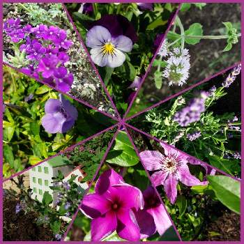 香りフェチの画像 by にゃんきちさん | 広い庭と黒ニャンコ隊とねこがすきと世界に平和をと香りフェチとねこ好きと愛しの紫