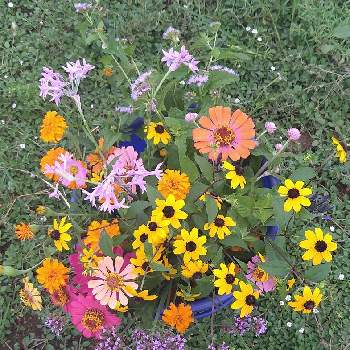 青色ふじばかまの画像 by ローリエさん | 畑とルドベキア・タカオと千日紅と三尺バーベナ(ヤナギハナガサ)とツルバキアと百日草とアフリカン・マリーゴールドと青色ふじばかまとハーブガーデンとたねからの幸せと毎年咲く花とピンクの花と暑さに負けるなと家庭菜園と畑の花と咲きましたと夏の花とおうち園芸と毎年咲く