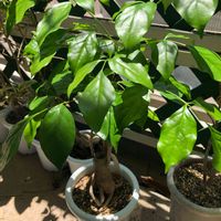 ヘテロパナックス,観葉植物,わが家の観葉植物❢,観葉植物がスキ,観葉植物を楽しむの画像