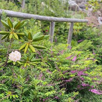 シャクナゲ！の画像 by charkunさん | 広い庭とシャクナゲとニワフジとピンク色とシャクナゲ！と北海道の庭と白い花と北海道