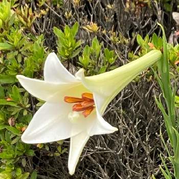 タカサゴユリの画像 by mkさん | お出かけ先とタカサゴユリと花のあるくらしと美しいと癒されるとウォーキング中といい香りとかわいい