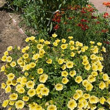 ミリオンベルイエローの画像 by mayflower4さん | 小さな庭とミリオンベルイエローと花と生きるサントリー