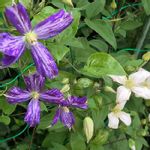 クレマチス タイダイの一覧 Greensnap グリーンスナップ