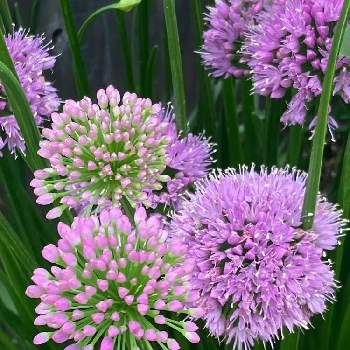 丸い花の投稿画像一覧 Greensnap グリーンスナップ