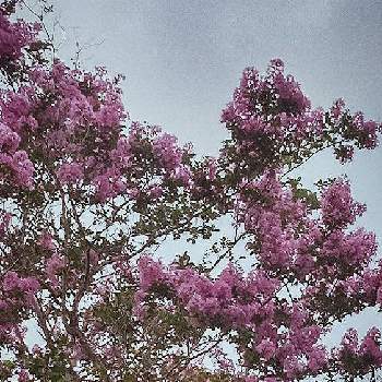 サルスベリ(百日紅)の画像 by saraさん | 広い庭とサルスベリ(百日紅)と花のある暮らしと実家のお花とかわいいお花♡と癒しのお花