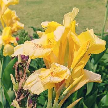 可愛らしいの画像 by こはくさん | お出かけ先と眺めると明るいと植物園と鮮やか とカンナ科と可愛い黄色と可愛らしい
