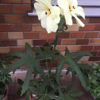 ハナオクラ,花オクラ,今日のお花,お出かけ先の画像