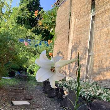タカサゴユリの画像 by ペルさん | 広い庭とタカサゴユリと白い花と夏の朝