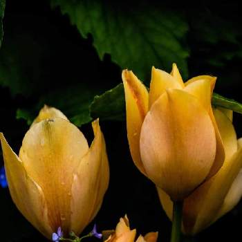 チューリップ,黄色い花,花のある暮らし,ご近所の庭,ご近所の花の画像