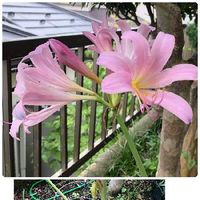 リコリス(夏水仙),リコリス,ピンクの花,放置プレーの画像