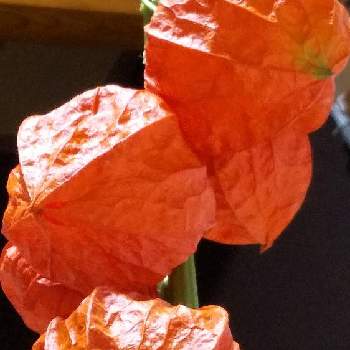 ホッコリの画像 by ちぃままさん | 部屋とオレンジの実と癒し系と花のある暮らしとホオズキ＊とホッコリ