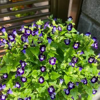 小花の画像 by 花奏さん | 玄関とトレニアと紫色とこんもりとパープルと小花とかわいいと緑色