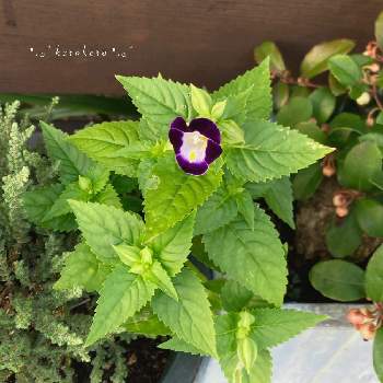 ひょっこりの画像 by けろけろさん | 小さな庭とトレニアとトレニア☆とこぼれ種と鉢植えとひょっこりと紫の花