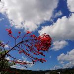 ヒギリの花の一覧 Greensnap グリーンスナップ