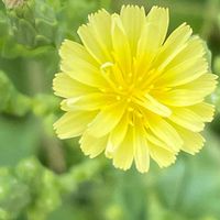 レタス,花壇,ガーデニング,野菜の花,キク科の画像