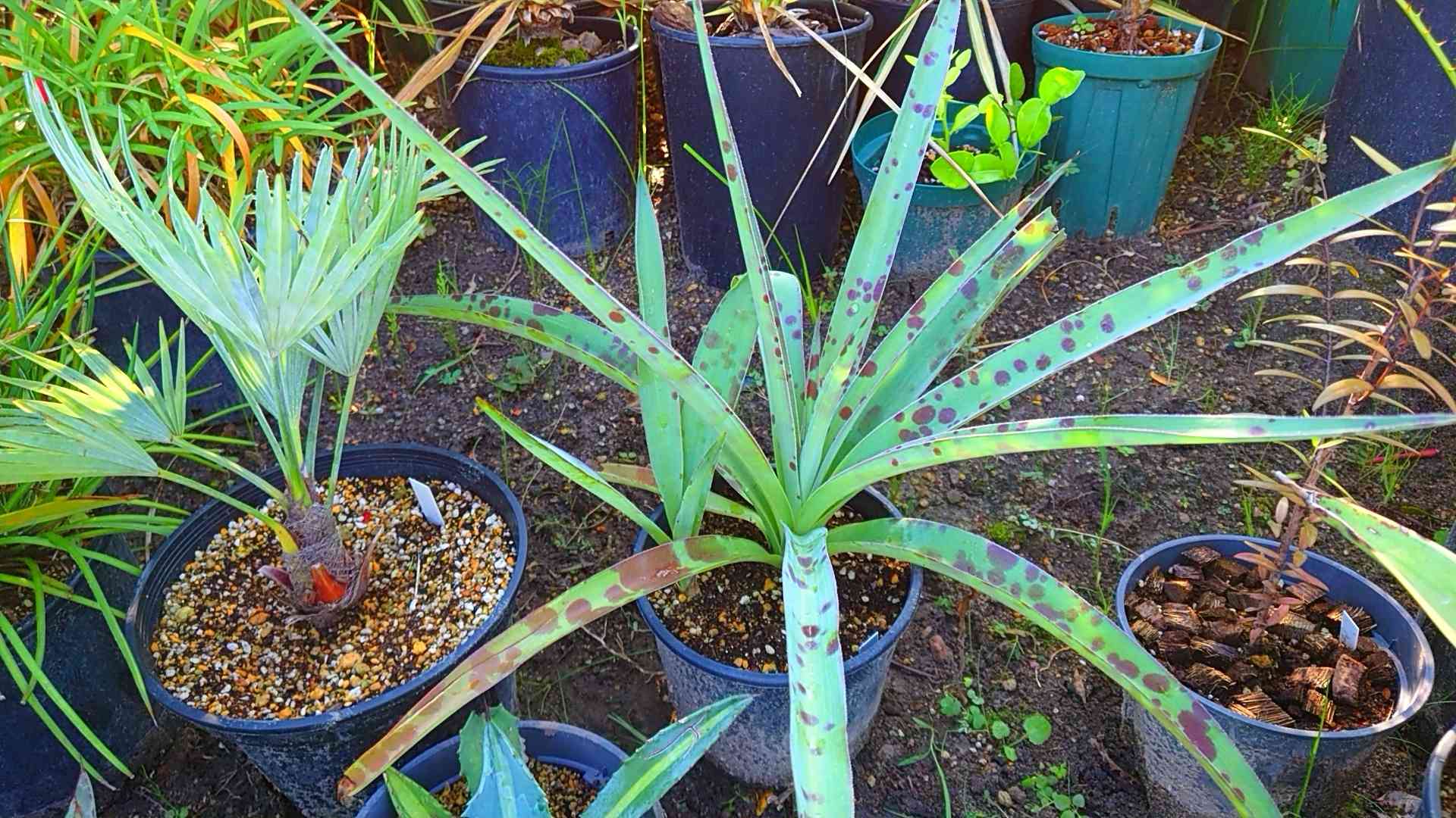 #73 アガベ プロトアメリカーナ “レモンライム” アガベ』【アメリカーナ ssp. プロトアメリカーナ レモンライム