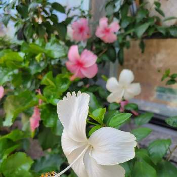 南国の花の画像 by Kさん | バルコニー/ベランダとピンクの花と南国の花と可愛い花と夏の花とおうち園芸とカラフルな花と今日のハイビスカスと白い花♡
