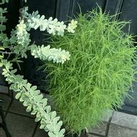 イソトマの育て方 植え付け時期や水やりの頻度は Greensnap グリーンスナップ イソトマの育て方 植え付け時期や水やりの頻度は Greensnap グリーンスナップ