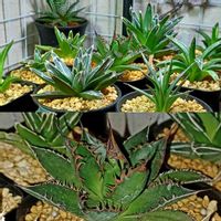 ホリダ,アガベ　笹の雪,多肉植物,多肉初心者,植物のある暮らしの画像