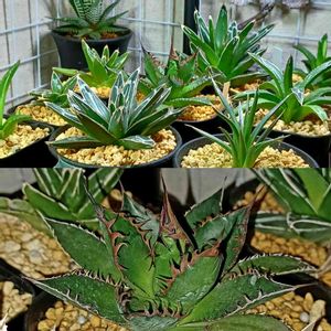 ホリダ,アガベ　笹の雪,多肉植物,多肉初心者,植物のある暮らしの画像