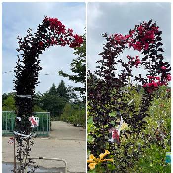 真っ赤な花の画像 by ラックスさん | お出かけ先とブラックダイアモンドリーフベストレッドと夏の花と真っ赤な花と黒葉と花のある生活
