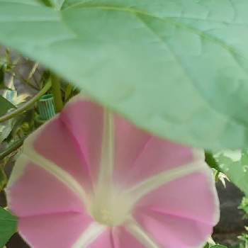 あさがお☆の画像 by サナさん | 小さな庭とピンクの花とピンクの朝顔とあさがお☆ときれ～い❤と可愛いとげんき！