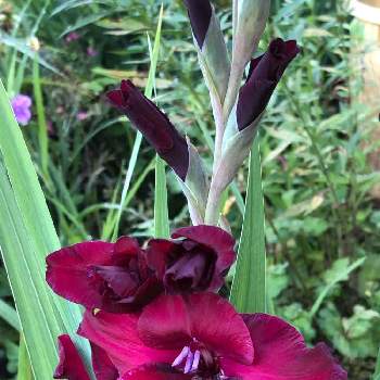 ワインレッドの投稿画像一覧 Greensnap グリーンスナップ ワインレッドの投稿画像一覧 Greensnap グリーンスナップ