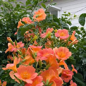南国の花の画像 by Kay_Tama-gsk さん | アプローチとのうぜんかずら (凌霄花)とカラフルとオレンジ色の花と南国の花と初夏の花たちと夏の花と鮮やか とオレンジ色と亜熱帯植物