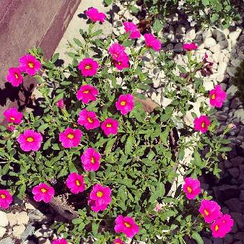 晴れの日の画像 by あーちゃんさん | お出かけ先とカリブラコアと晴れの日とかわいい♡とすてき…♡と夏の花と散歩道とピンクの花♡とお花は癒し♡とほっこり